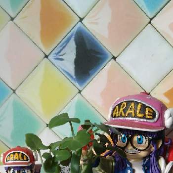 アラレちゃんの投稿画像一覧 Greensnap グリーンスナップ