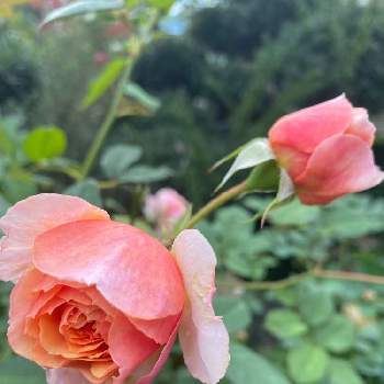 ザビエル･デ･フライシネッテ薔薇の画像 by しげちんさん | 小さな庭とザビエル デ フライシネッテといい香りと薔薇♪とザビエル･デ･フライシネッテ薔薇とギョー