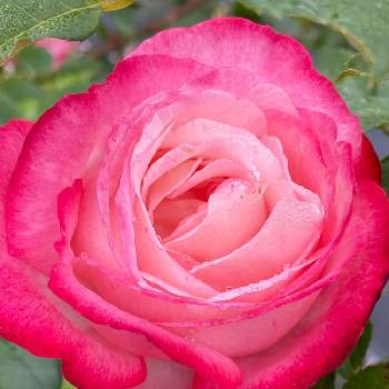 バラ 聖火の画像 by ♡喜依(kiyori)♡さん | バラ 聖火と薔薇に魅せられてと薔薇のある暮らし♡とおうち園芸