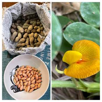 落花生の花 の投稿画像一覧 Greensnap グリーンスナップ