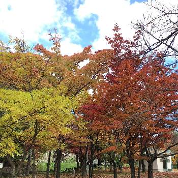 ♡お出かけ♡の画像 by スイートさん | お出かけ先と色付く秋と♡お出かけ♡と秋深くと様々な色と自然が好き