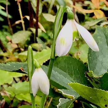 ガランサス属の投稿画像一覧 Greensnap グリーンスナップ