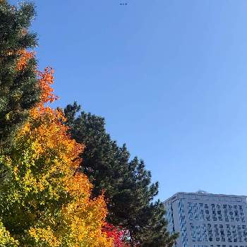 美しい葉色の画像 by まなさん | お出かけ先と美しい葉色と秋の北海道と紅葉（こうよう）と青空と札幌