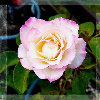 バラ ストロベリーアイスの画像 by 池ちゃんさん | バラ ストロベリーアイスと花散歩と薔薇♡