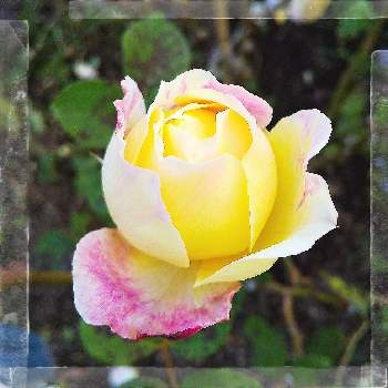 バラ クロードモネの画像 by 池ちゃんさん | バラ クロードモネと花散歩と薔薇♡