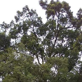 くすのき クスノキ 楠の画像 by ニャンピーさん | お出かけ先とくすのき クスノキ 楠と大木と選挙