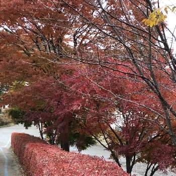 息子からの画像 by manabeさん | お出かけ先とドウダンツツジ紅葉と息子からと長野県富士見町と富士見高原と紅葉する葉