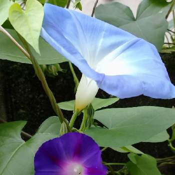 琉球アサガオ オーシャンブルー の投稿画像一覧 Greensnap グリーンスナップ