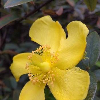 キンシバイ 金糸梅 の投稿画像一覧 Greensnap グリーンスナップ