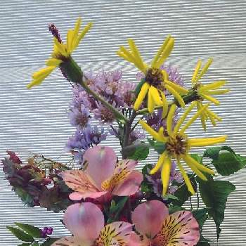ピラカンサの実の画像 by あななさん | 玄関と秋色になった紫陽花とピラカンサの実とツワブキ（石蕗）の花とムラサキシキブの実と切り花のアレンジとアルストロメリア♪と紫苑？