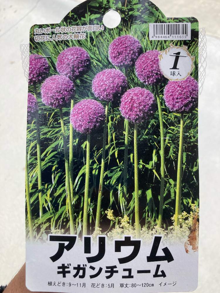 2021秋〜2022初夏 アリウム・ギガンチューム球根育成｜🍀GreenSnap