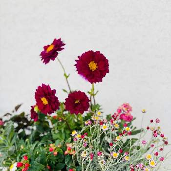 お家に飾る花の画像 by あきんさん | 小さな庭と観葉植物とおうちも楽しいとありがとう♡と寄せ植えとおうちde菜園とハロウィンとおうち園芸とお家に飾る花とげんきもらえますと花のある暮らしとこころのオアシスとアレンジメント