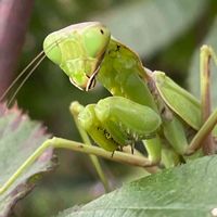 ブラックベリー,ハラビロカマキリ,花壇,ガーデニング,果樹の画像