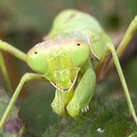 ブラックベリー,ハラビロカマキリ,花壇,ガーデニング,庭木の画像