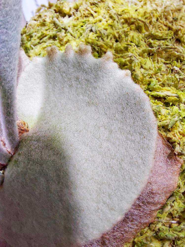 P. veitchii 'Auburn River' 成長記録｜🍀GreenSnap（グリーンスナップ）