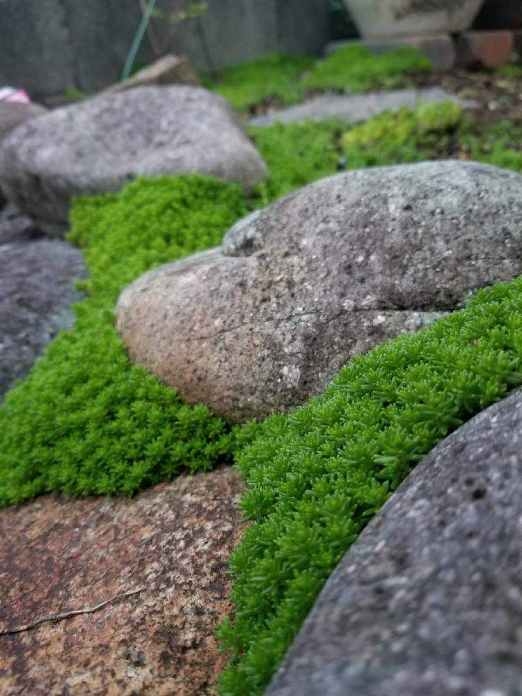 モリムラマンネングサ【森村万年草】｜🍀GreenSnap（グリーンスナップ）