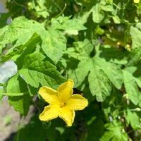 ゴーヤの育て方 種の植え方や肥料やり頻度は プランター栽培もできる Greensnap グリーンスナップ