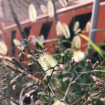 エノコログサ（ネコジャラシ）の画像 by balllensさん | 花いろいろとからふる生野区とエノコログサ（ネコジャラシ）
