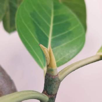 成長点の画像 by syun1064さん | インテリアとアルテシマと観葉植物と新芽と成長点とフィカス アルティシーマ