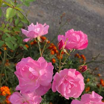 ピンク色の薔薇の画像 by けいちゃんさん | ピンク色の薔薇と薔薇♪とピンク色と可愛い❤と自宅の庭