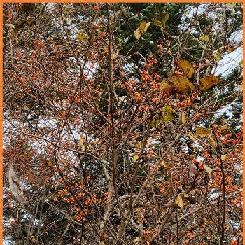 秋ですね〜の画像 by ひいやんさん | お出かけ先とツルウメモドキ♪と今日も頑張る！とありがとう♡と秋深しと秋の気配とささやかな幸せと皆さんに感謝と秋ですね〜と北海道