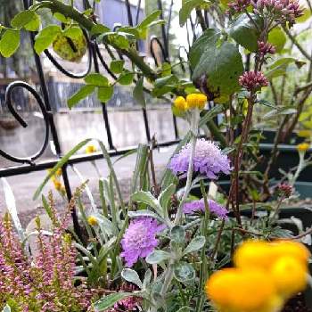 家の前の画像 by M4さん | 小さな庭と庭の片隅と寄せ植えと家の前と可愛いと花のある暮らしとGREEN UP!