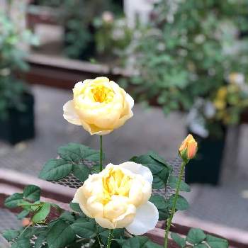 直立性の画像 by リブラさん | お出かけ先とジャンヌ・ダルクと薔薇♪と黄色の花とバラの家と直立性