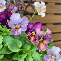 花のある暮らし,癒し…♡,ももか シリーズ,寄植え･:*,ビオラ　ももか　こうめの画像