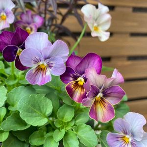 花のある暮らし,癒し…♡,ももか シリーズ,寄植え･:*,ビオラ　ももか　こうめの画像