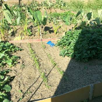 里芋,大根,イチゴ,ニンジン,菜園の画像