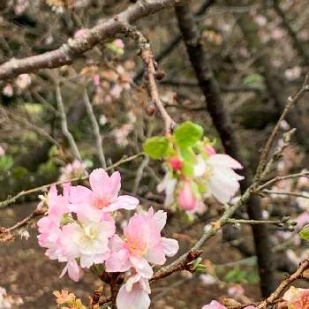 十月桜（ジュウガツザクラ）の画像 by みっちーさん | お出かけ先と十月桜（ジュウガツザクラ）と新宿御苑