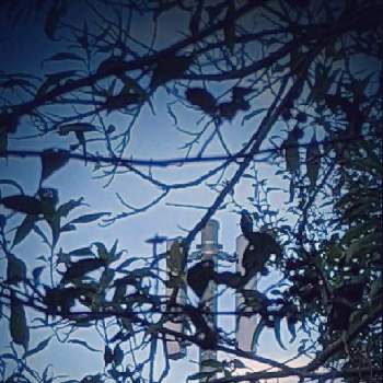 チタルパの画像 by 秋草さん | 広い庭とチタルパと雲仲間と孫に贈りたい生き物図鑑と空✽とチタルパ✽