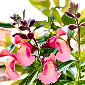 チェリーセージ ピナフォア サンライズ,ハンキング,鉢植え,花のある暮らし,優しい花色の画像