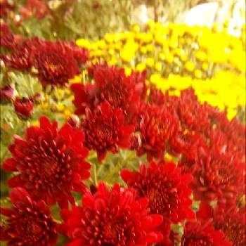 友達からの画像 by ぴょんさん | きく  菊と可愛い❤と綺麗なお花❤と赤い花と友達からと好みの色と花のある暮らしと暖かめ