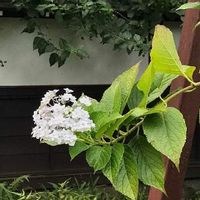 ウツギ 空木 の育て方 植え付け時期や剪定 挿し木の方法は Greensnap グリーンスナップ