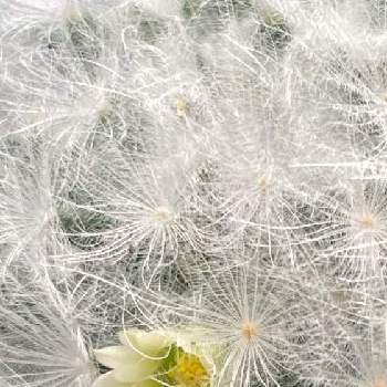 マミラリア白星 の投稿画像一覧 Greensnap グリーンスナップ