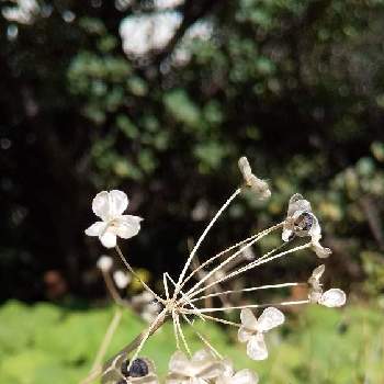 野菜の花の投稿画像一覧 Greensnap グリーンスナップ