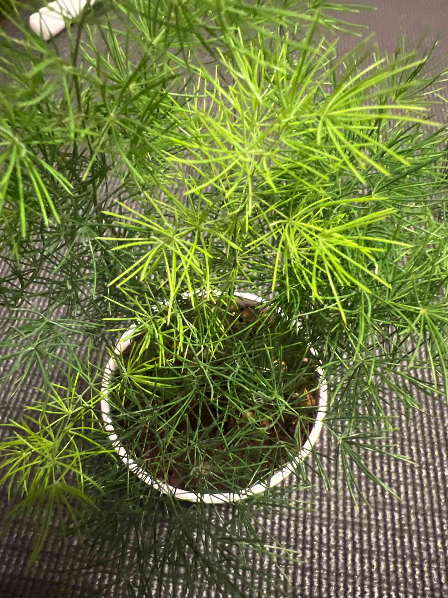 アスパラガス ミリオクラダスの成長記録｜🍀GreenSnap（グリーンスナップ）