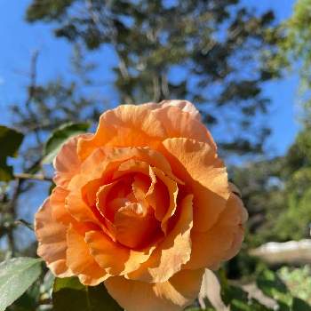 ジャスト・ジョーイの画像 by 芙蓉さん | アプリコット色のバラと花のある暮らしとジャスト・ジョーイと優しい色とお花は綺麗ね