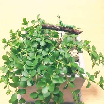 ペペロミア イザベラの投稿画像一覧 Greensnap グリーンスナップ