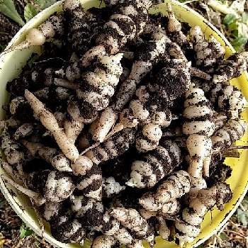 チョロギ 栽培の投稿画像一覧 Greensnap グリーンスナップ