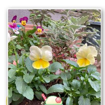 レモン色の画像 by えむさん | 小さな庭とよく咲くすみれとレモネードと癒しの時間と花のある暮らし♡とビオラ・パンジーとパンジー・ビオラ2021とレモン色とおうち園芸とビオラ寄せ植えとかわいい