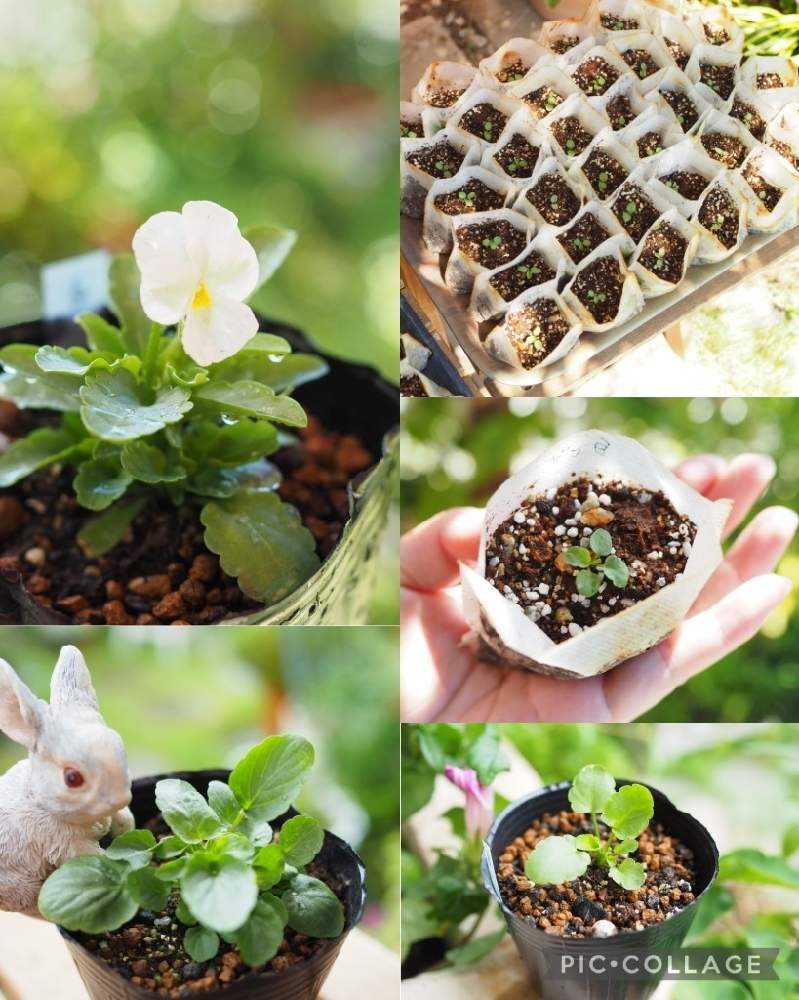 『秋まき・秋植え ガーデニングガイド』 秋のガーデニングのはじまり 一目惚れしたお花たちの寄せ植えと