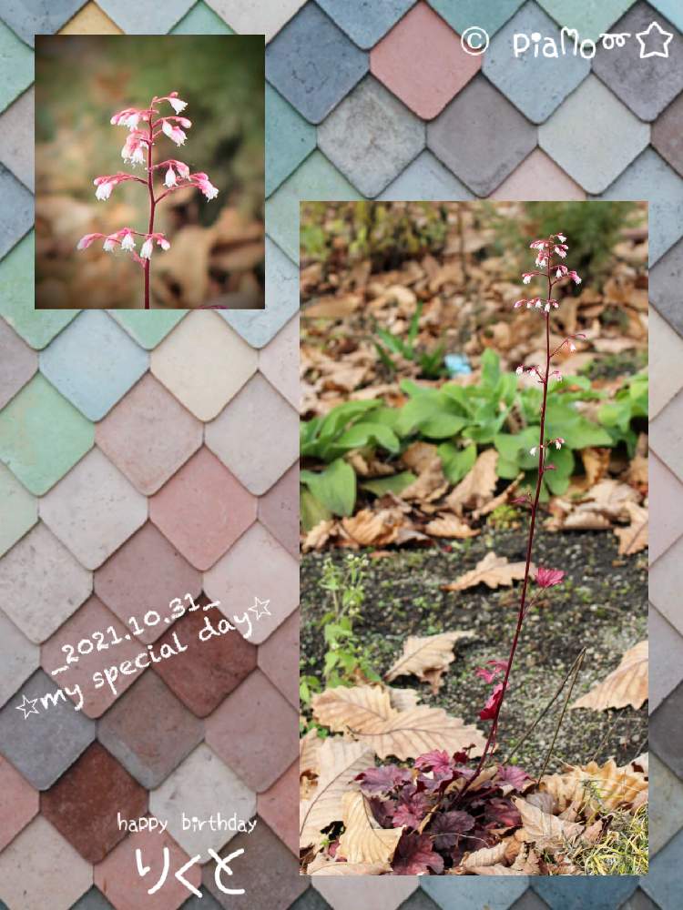 小さな庭の画像 by piaMo☆さん | 小さな庭と秋の朝とLove Hokkaido♡と早寝早起き＾＾