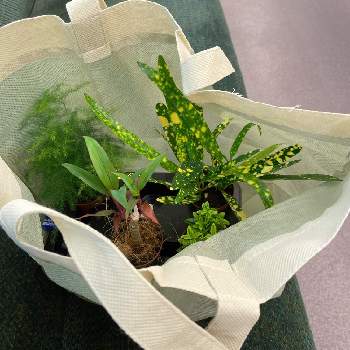 スーパービバホーム大阪ドームシティの投稿画像一覧 Greensnap グリーンスナップ