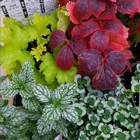 ツタの育て方 水やりの仕方や増やし方は Greensnap グリーンスナップ ツタの育て方 水やりの仕方や増やし方は Greensnap グリーンスナップ