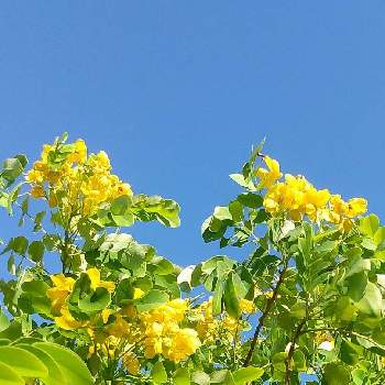 カッシアの投稿画像一覧 Greensnap グリーンスナップ