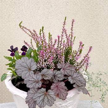 ロータス クレティクスの投稿画像一覧 Greensnap グリーンスナップ