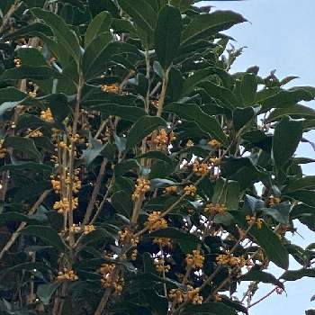 キンモクセイの花の投稿画像一覧 Greensnap グリーンスナップ