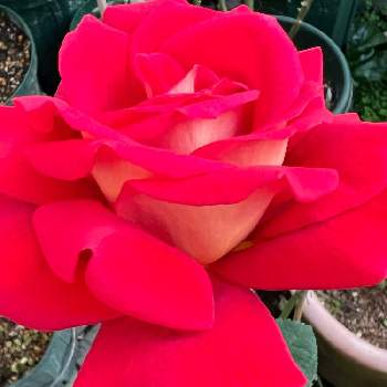 バラ クレオパトラの投稿画像一覧 Greensnap グリーンスナップ